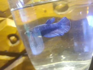 Betta Fish Adult