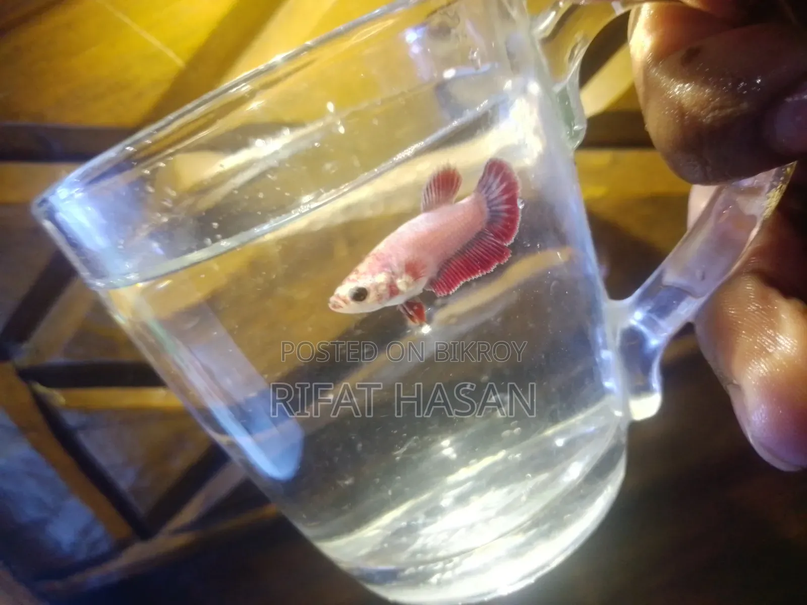 Betta Fish Adult