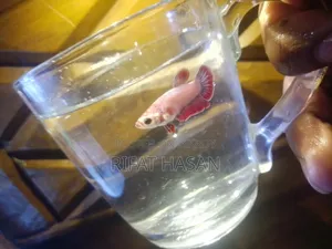 Betta Fish Adult