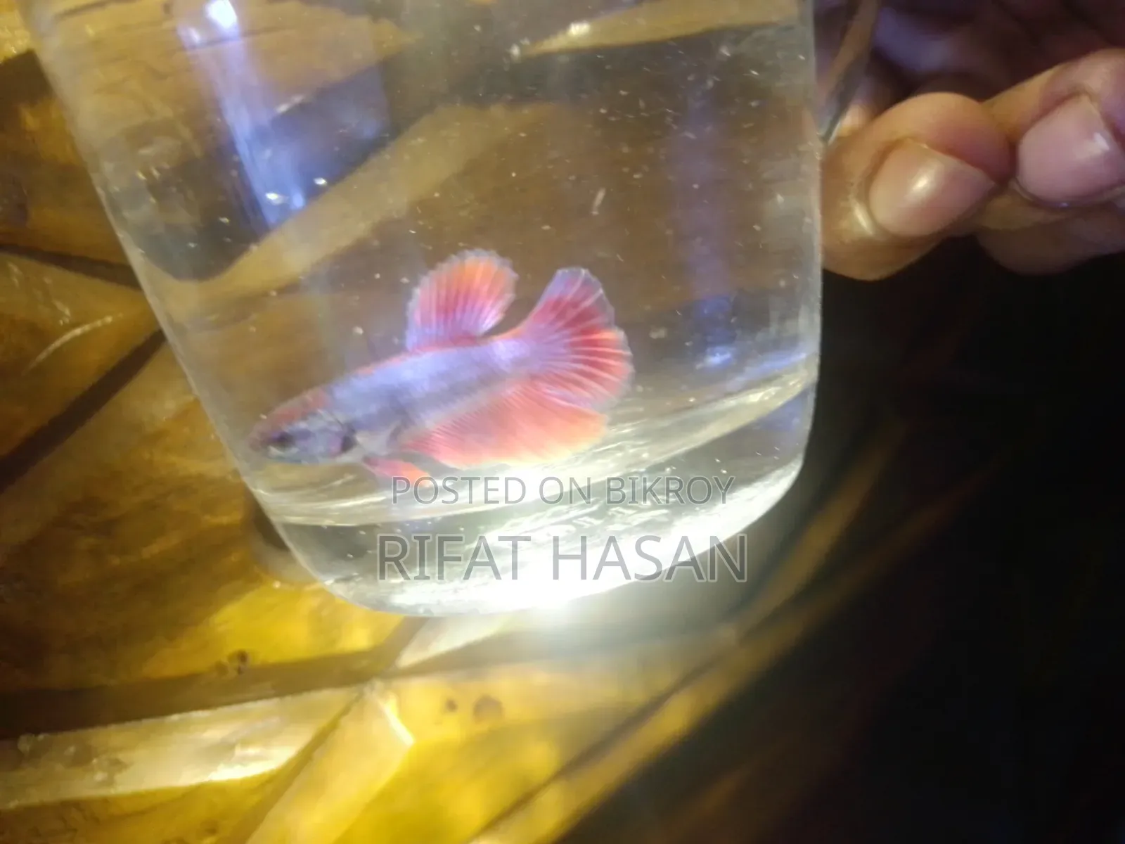 Betta Fish Adult