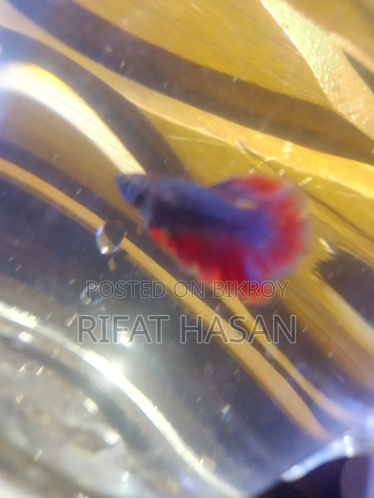 Betta Fish Adult