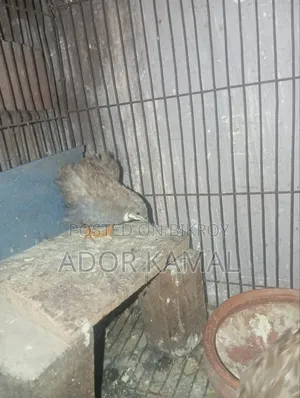 কিং কোয়েল