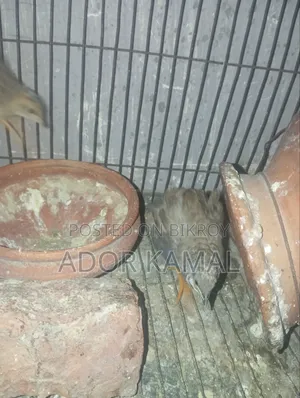 কিং কোয়েল