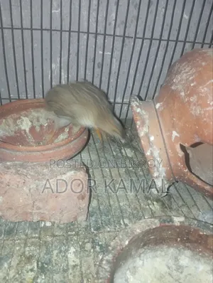 কিং কোয়েল