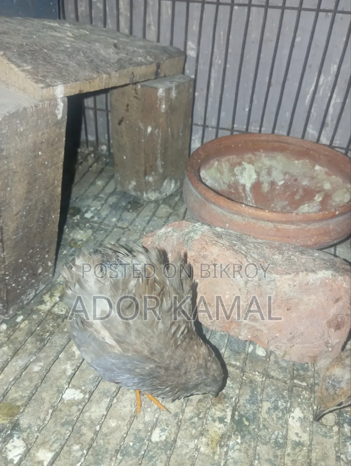 কিং কোয়েল