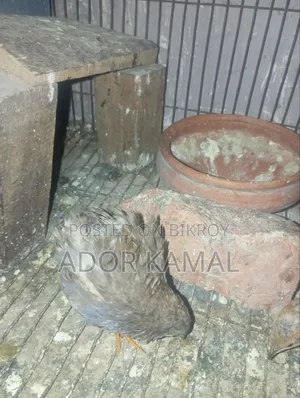 কিং কোয়েল