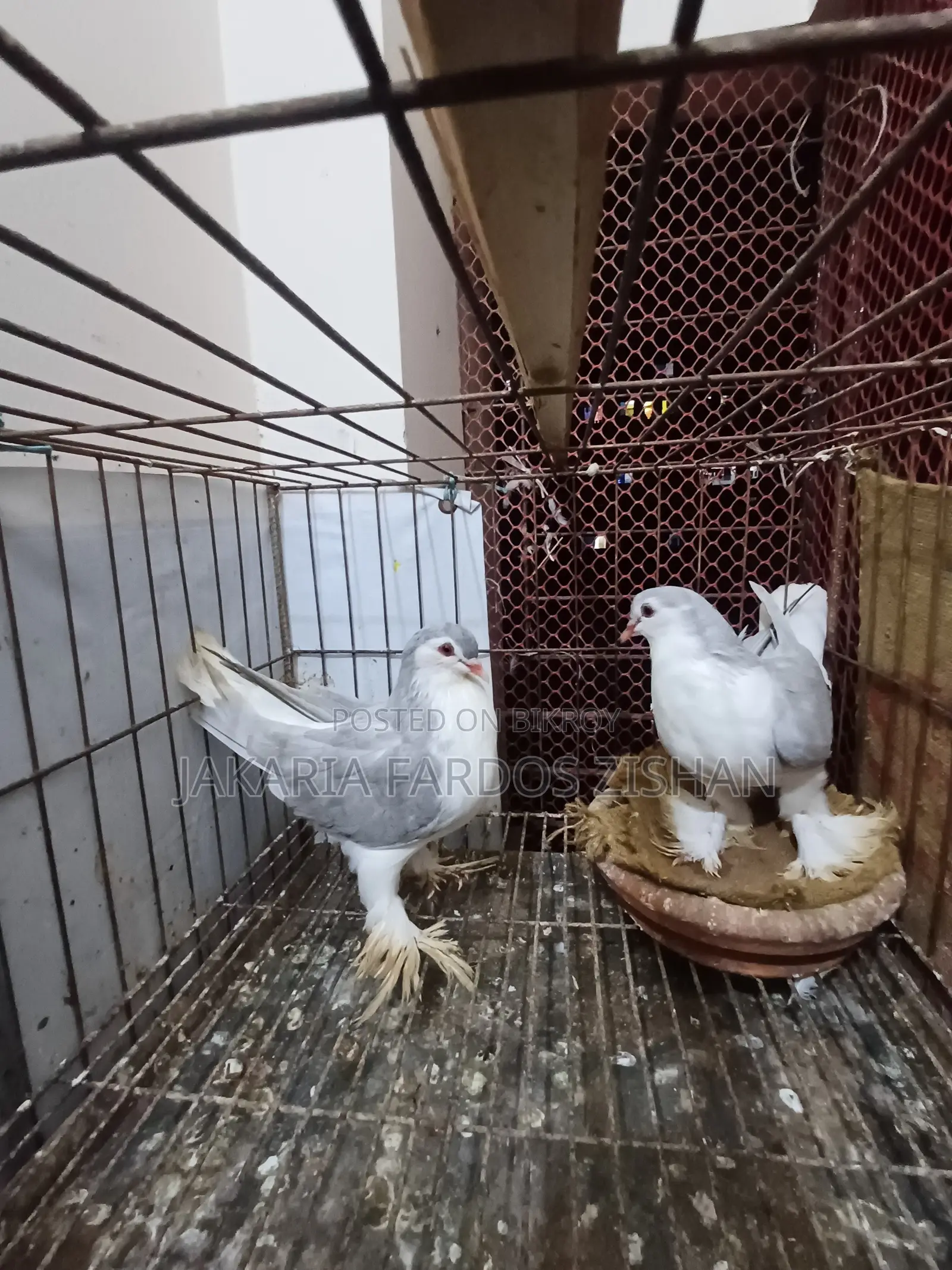 সিরাজি নর ৯-১০ পর