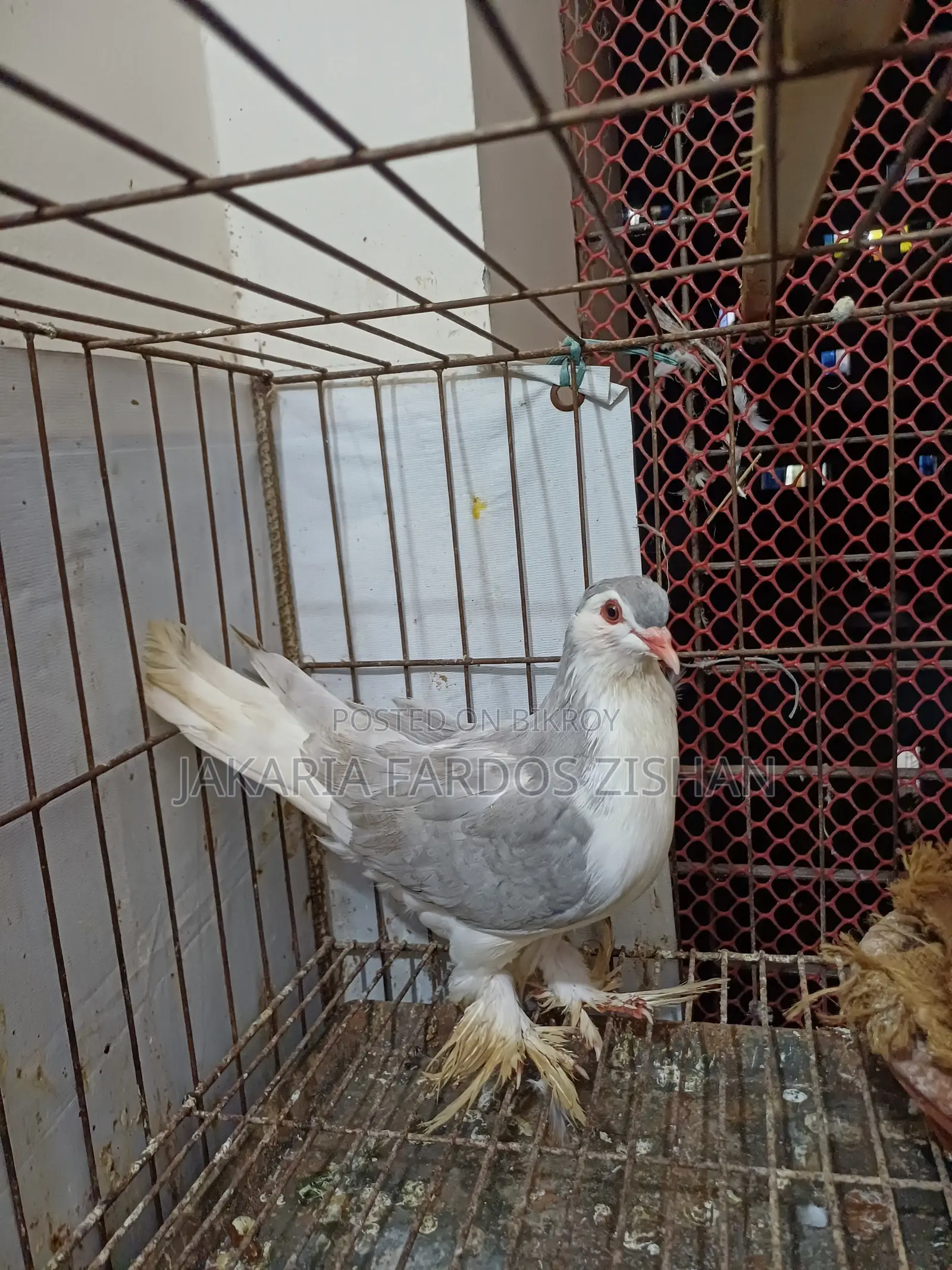 সিরাজি নর ৯-১০ পর