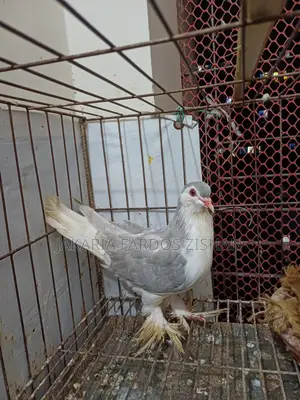 সিরাজি নর ৯-১০ পর