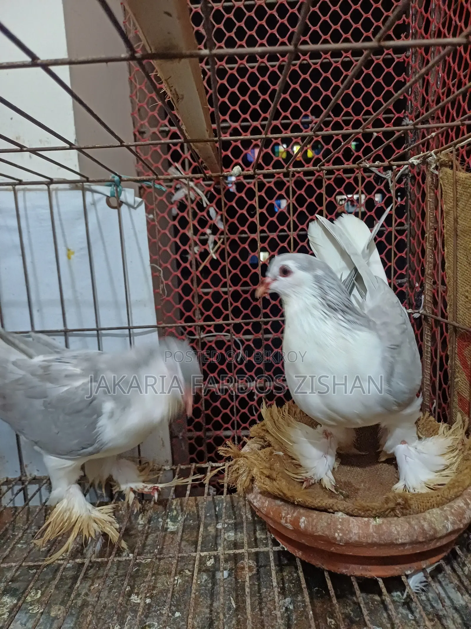 সিরাজি নর ৯-১০ পর