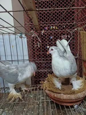 সিরাজি নর ৯-১০ পর