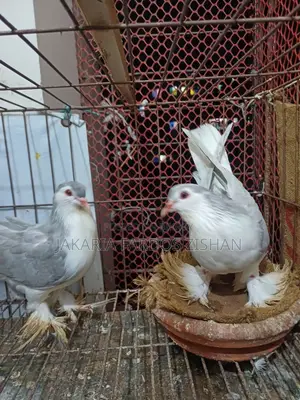 সিরাজি নর ৯-১০ পর