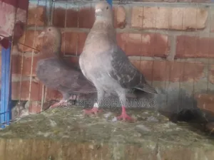 Pigeon Sell