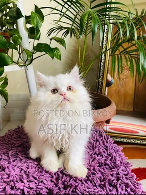 1-3 Months Male Purebred Persian