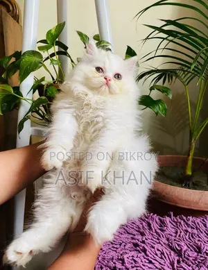 1-3 Months Male Purebred Persian