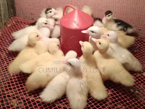 Muscovy China Duck Baby