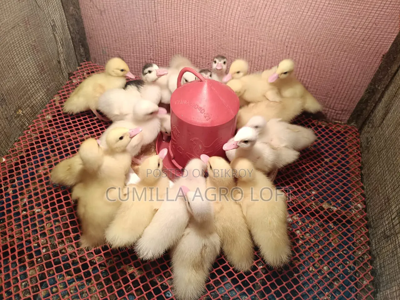Muscovy China Duck Baby