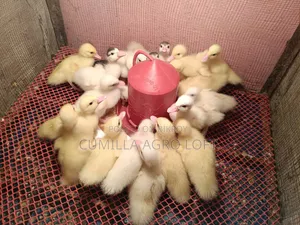 Muscovy China Duck Baby