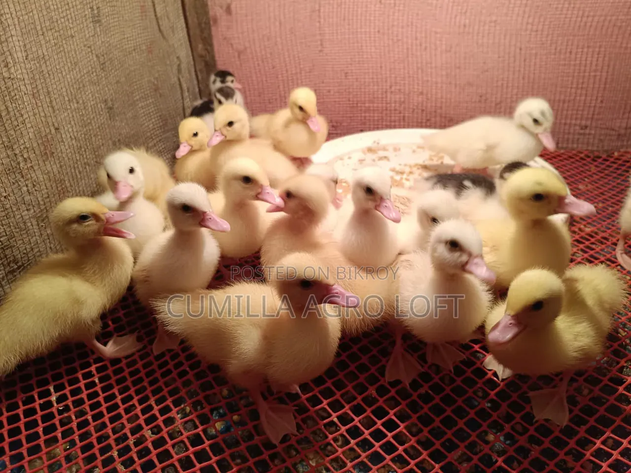 Muscovy China Duck Baby