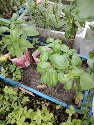 অরজিনাল ইতালিয়ান বেসিল এবং সিনামন বেসিল