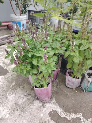 অরজিনাল ইতালিয়ান বেসিল এবং সিনামন বেসিল