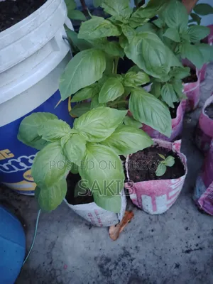 অরজিনাল ইতালিয়ান বেসিল এবং সিনামন বেসিল