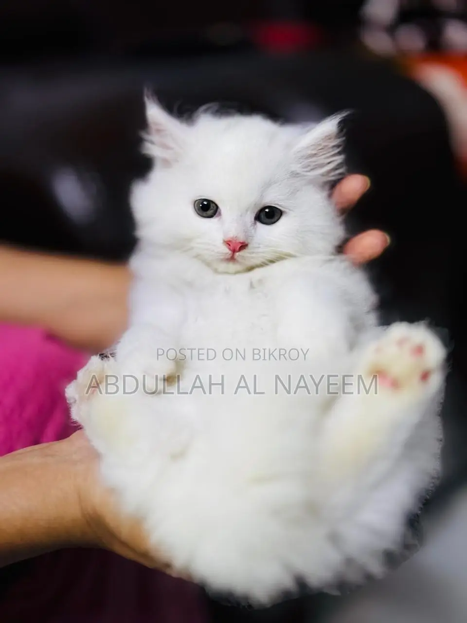 1-3 months Male Mixed Breed Turkish Angora