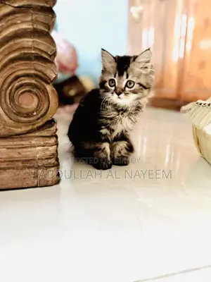 1-3 months Male Mixed Breed Turkish Angora