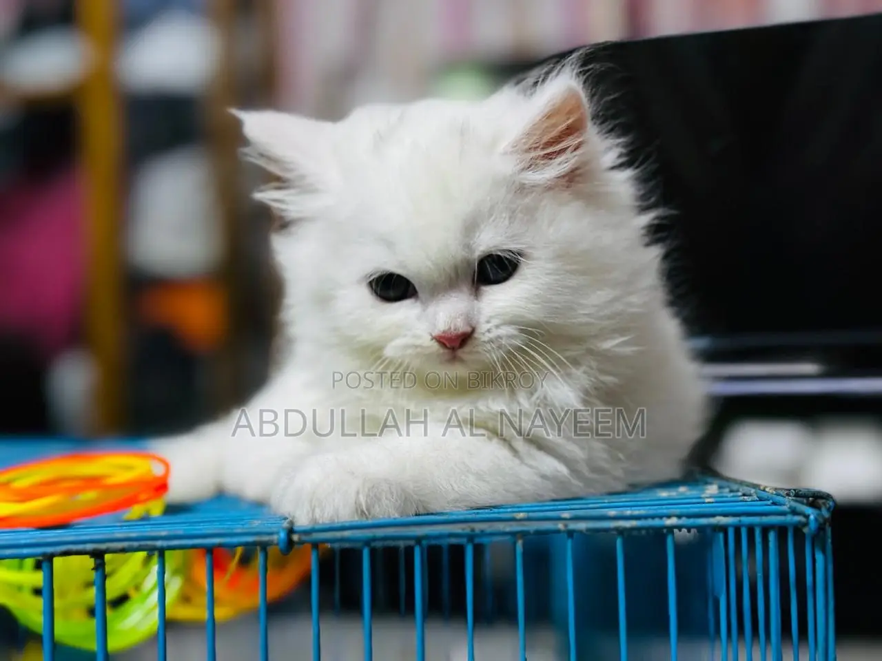 1-3 months Male Mixed Breed Turkish Angora