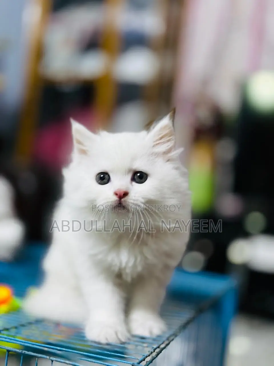 1-3 months Male Mixed Breed Turkish Angora