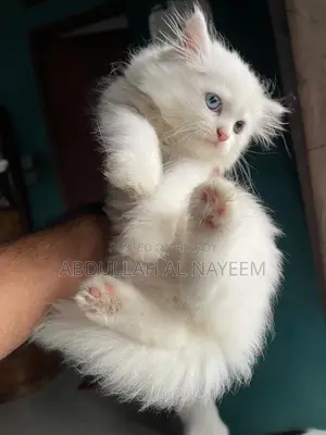1-3 months Male Mixed Breed Turkish Angora