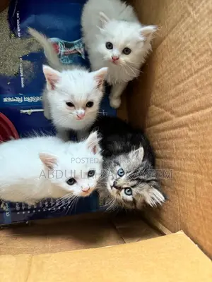 1-3 months Male Mixed Breed Turkish Angora