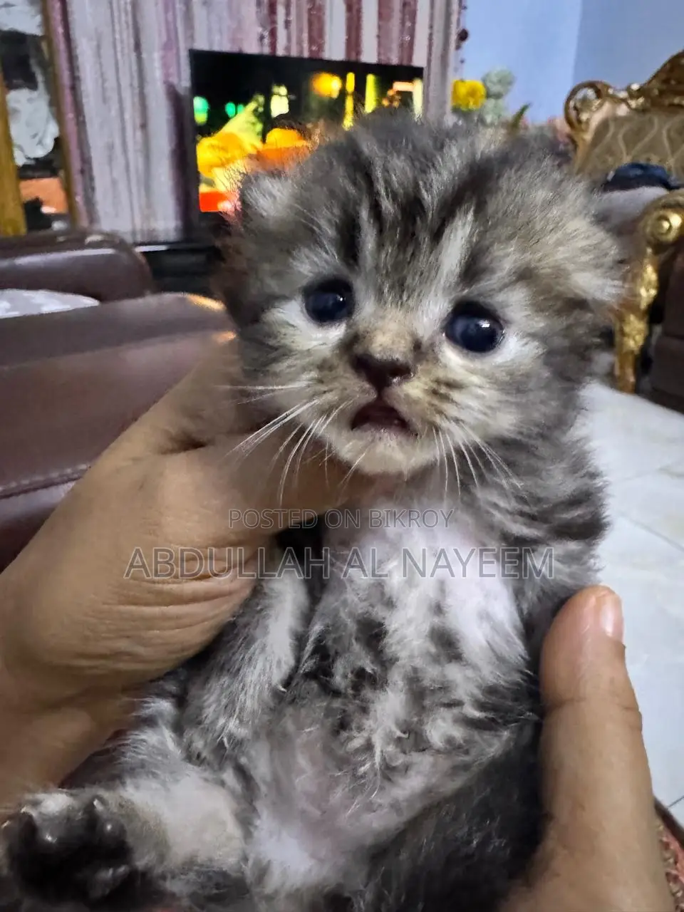 1-3 months Male Mixed Breed Turkish Angora