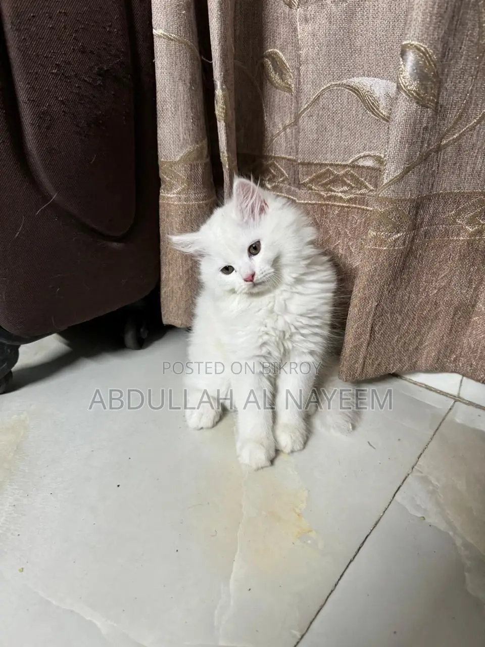 1-3 months Male Mixed Breed Turkish Angora