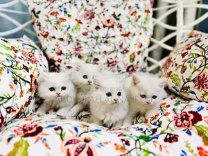1-3 months Male Mixed Breed Turkish Angora
