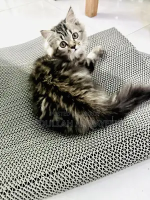 1-3 months Male Mixed Breed Turkish Angora