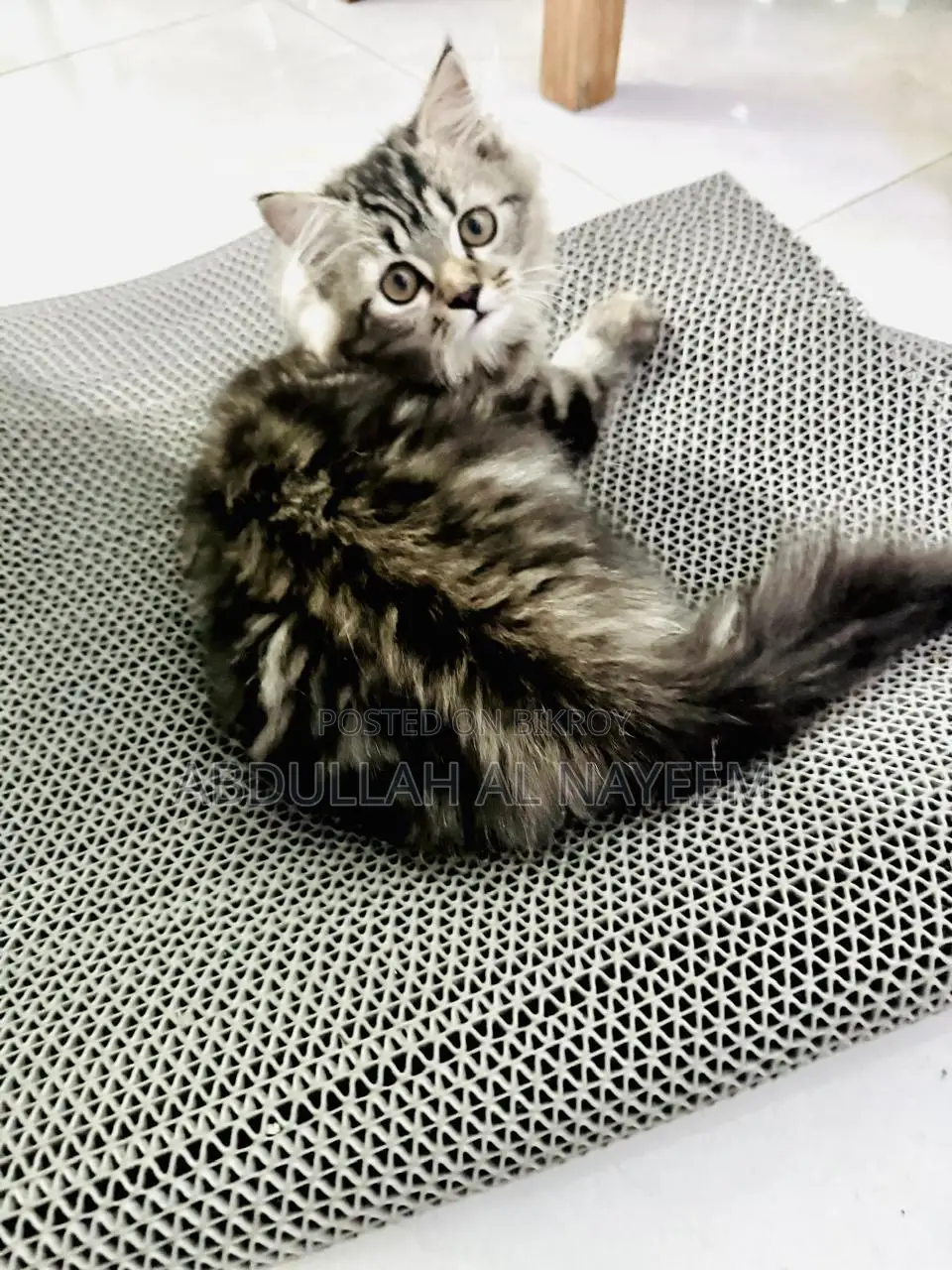 1-3 months Male Mixed Breed Turkish Angora