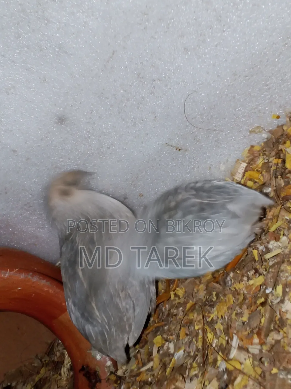 এক কিং কোয়েল বিক্রি হবে ডিম সহ