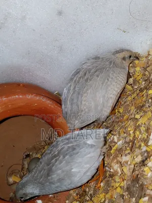 এক কিং কোয়েল বিক্রি হবে ডিম সহ