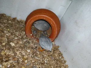 এক কিং কোয়েল বিক্রি হবে ডিম সহ