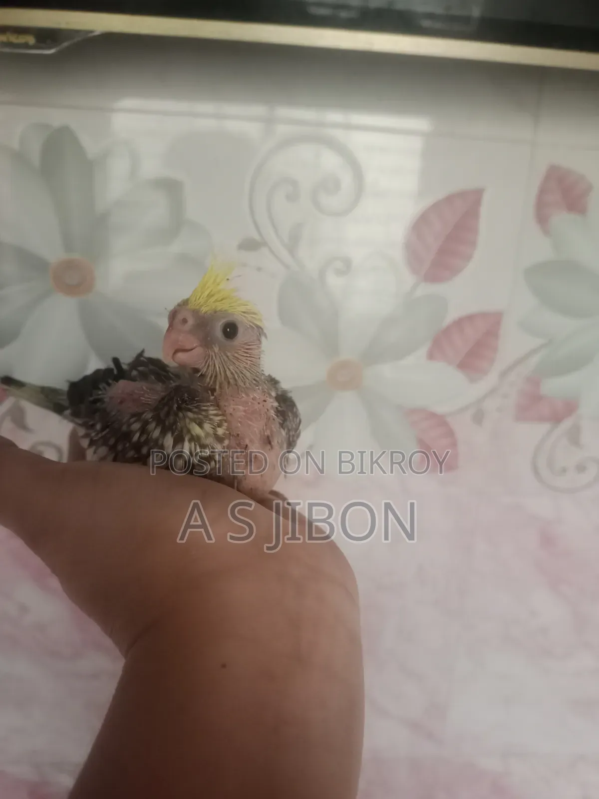 Cockatiel Bird