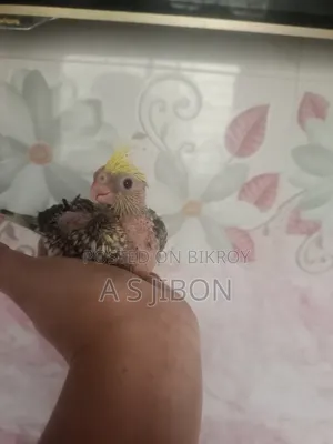 Cockatiel Bird