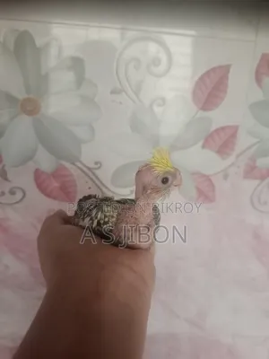 Cockatiel Bird