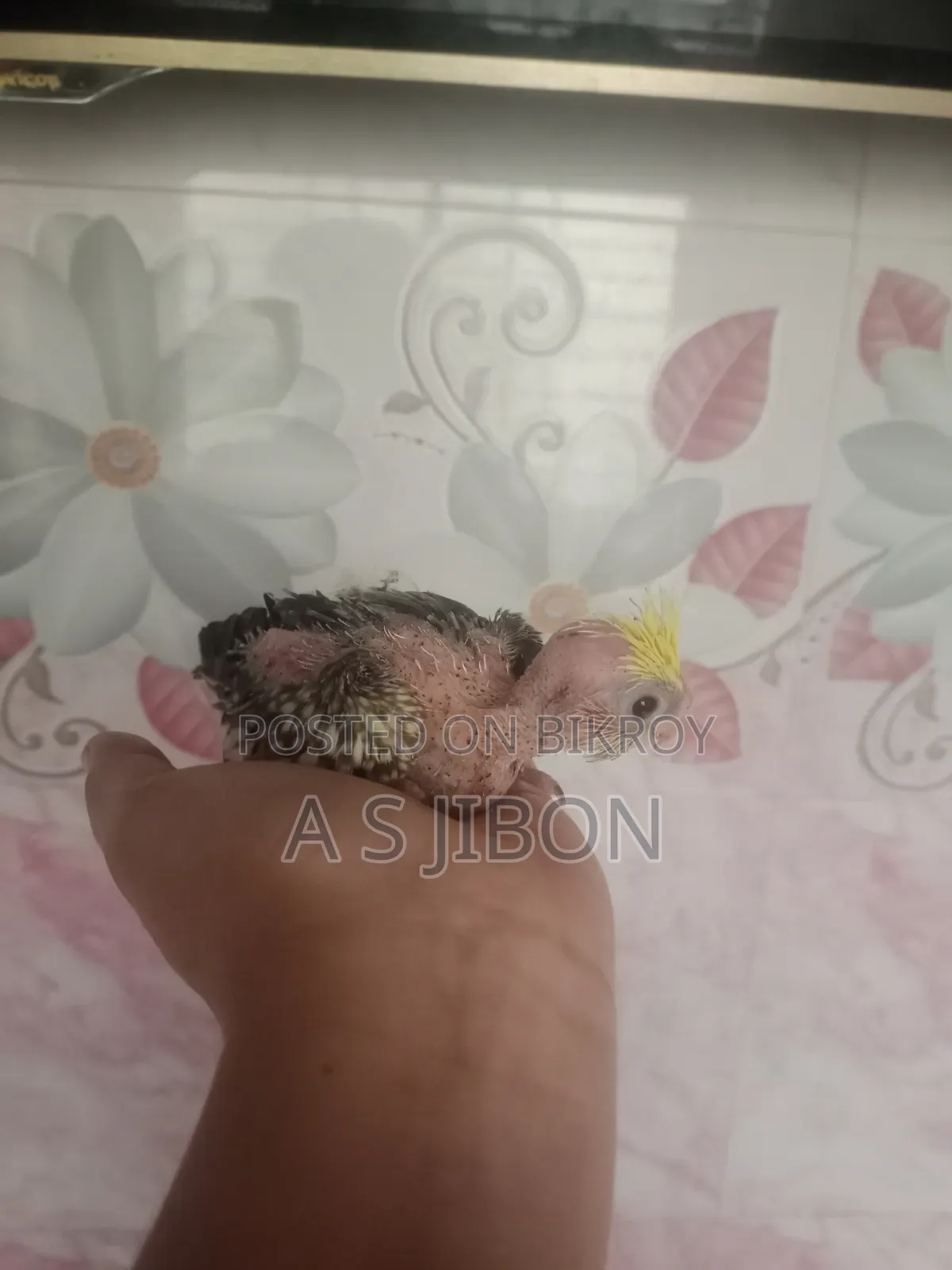 Cockatiel Bird
