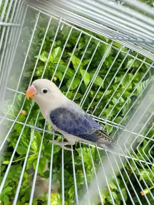 Vialot Opaline Lovebird 5 Months