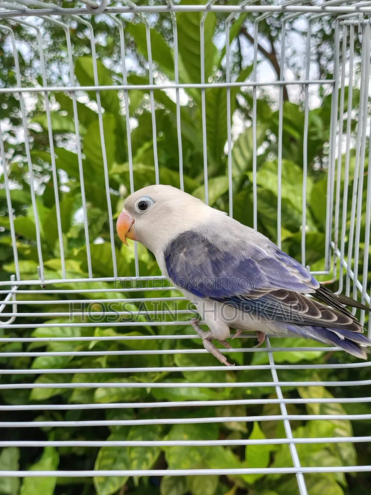 Vialot Opaline Lovebird 5 Months