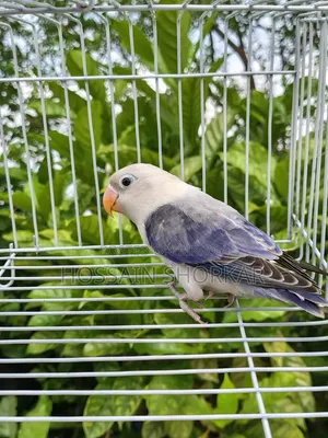 Vialot Opaline Lovebird 5 Months