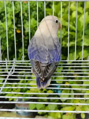 Vialot Opaline Lovebird 5 Months