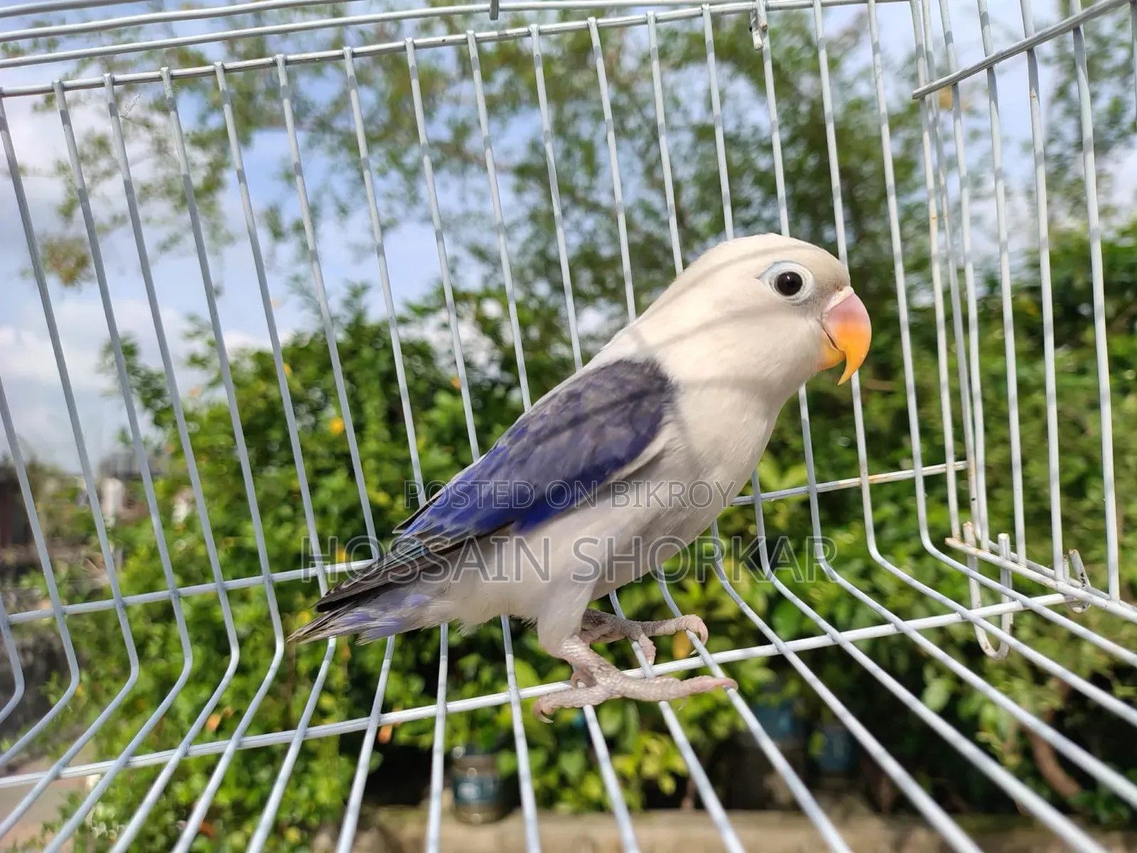 Vialot Opaline Lovebird 5 Months