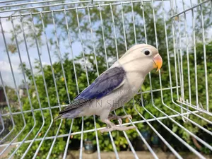 Vialot Opaline Lovebird 5 Months